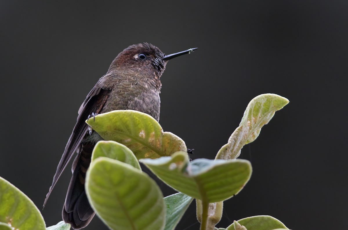 kolibřík myrtový - ML215560701