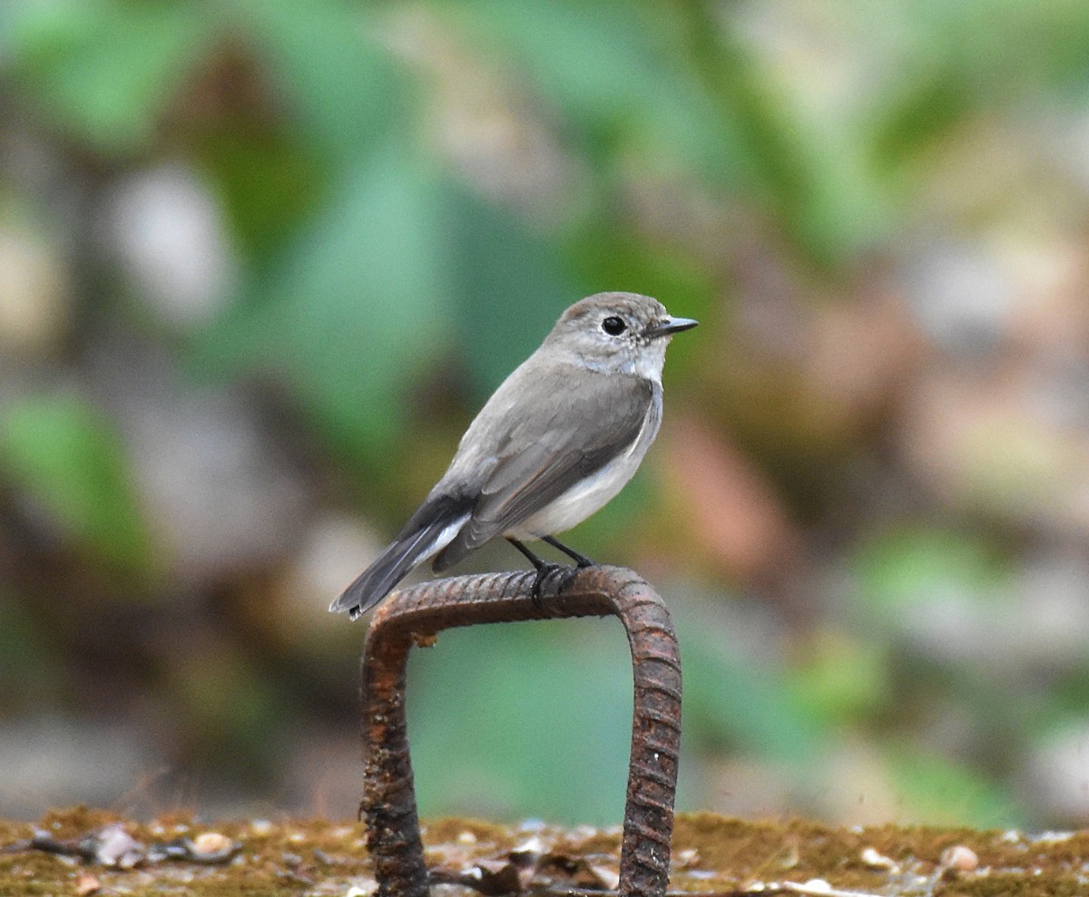 Taiga Flycatcher - Dr Mohammed Umer  Sharieff