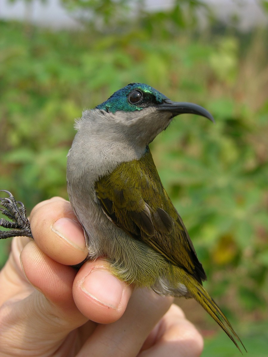 Green-headed Sunbird - Tony King