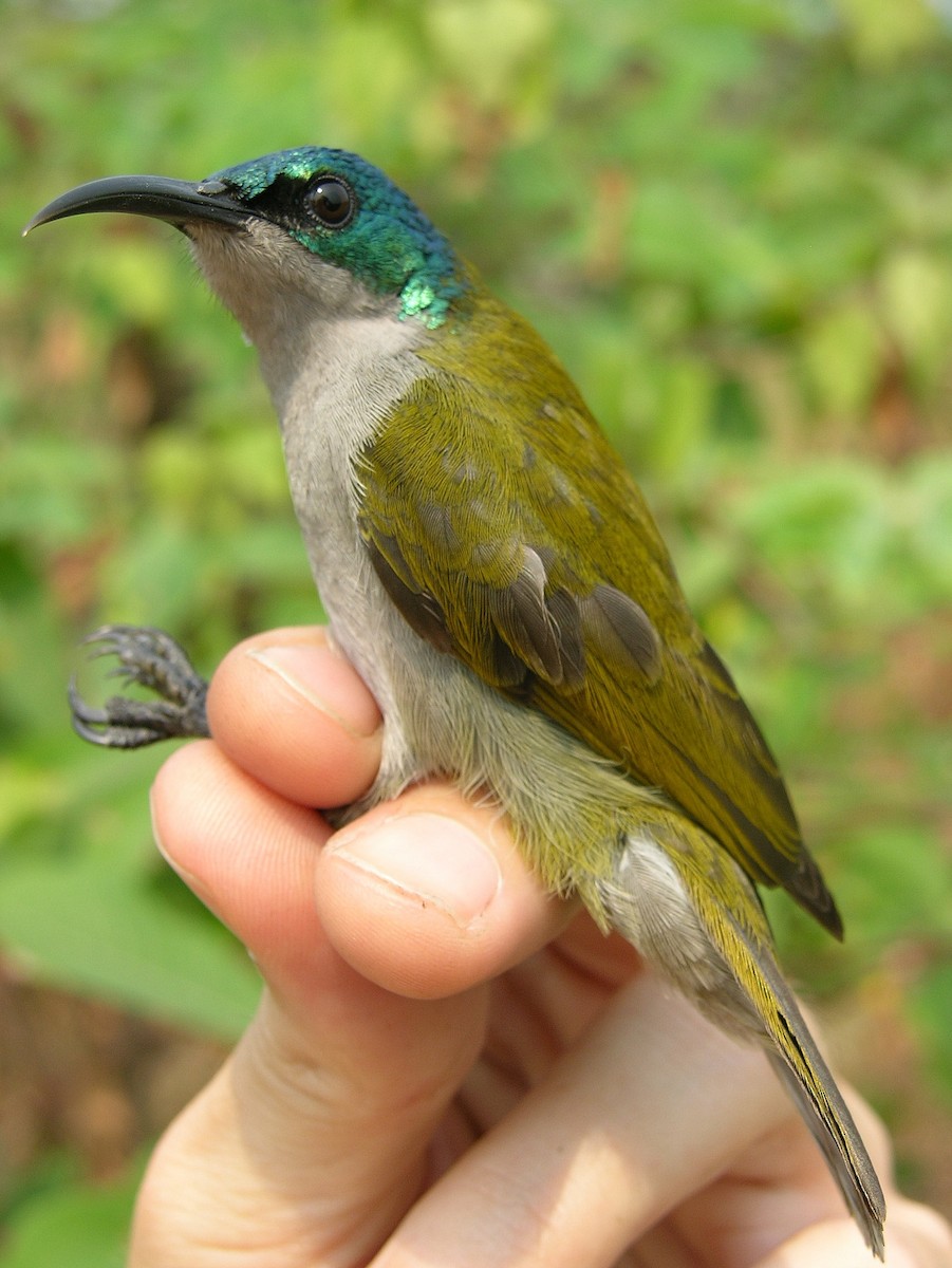 Green-headed Sunbird - Tony King