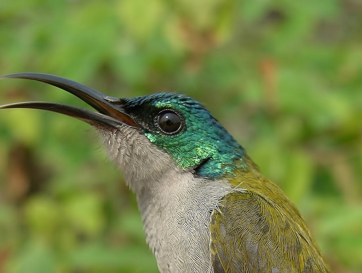 Green-headed Sunbird - ML215561321