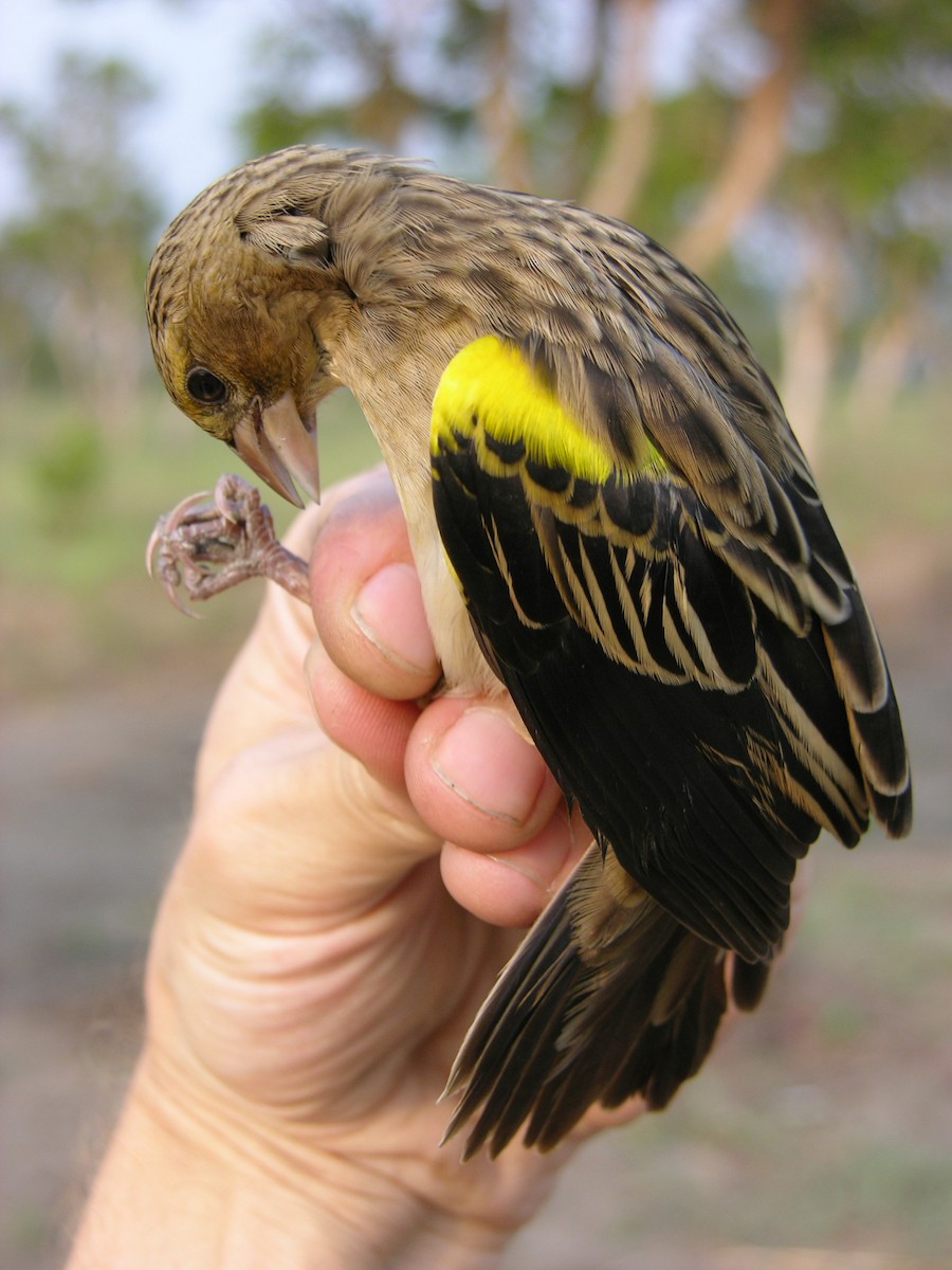 Yellow-mantled Widowbird - Tony King