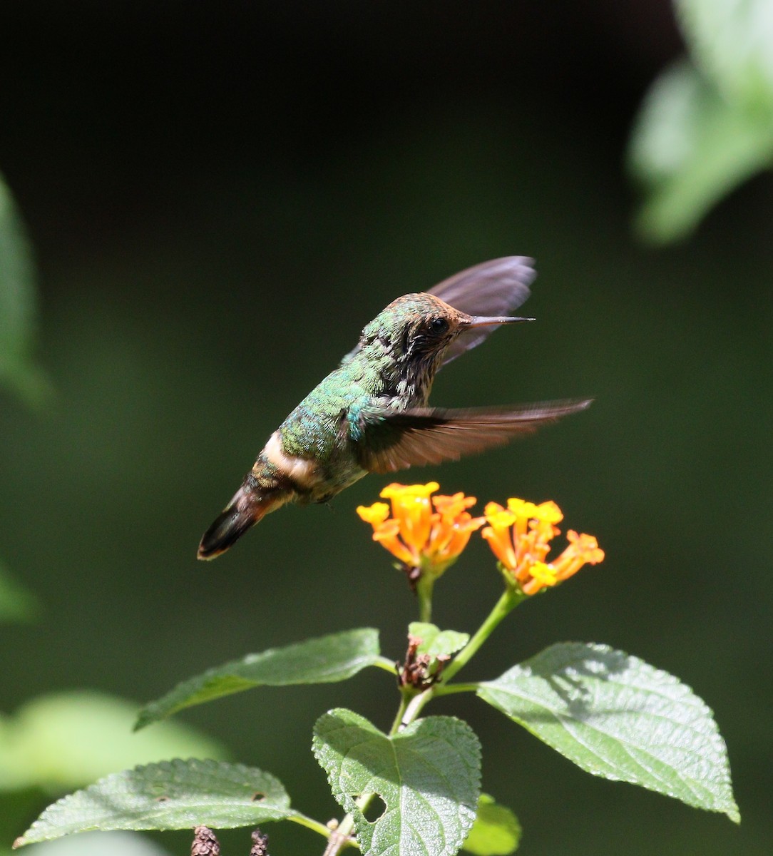 Frilled Coquette - simon walkley