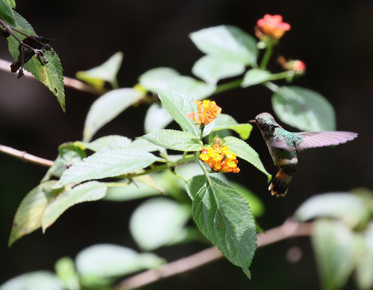 Frilled Coquette - simon walkley