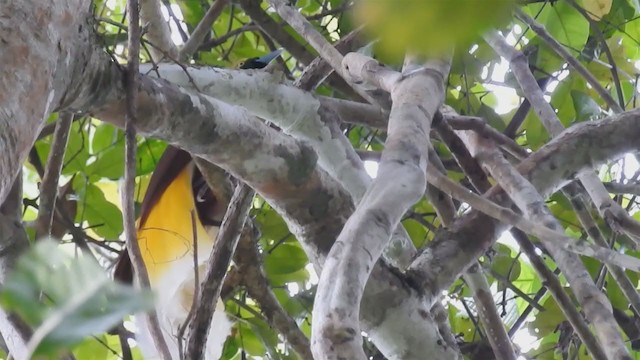 Lesser Bird-of-Paradise - ML215562441