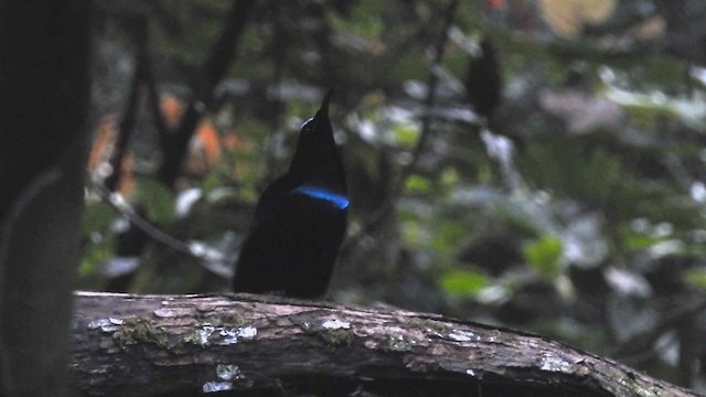 Magnificent Riflebird - ML215563461