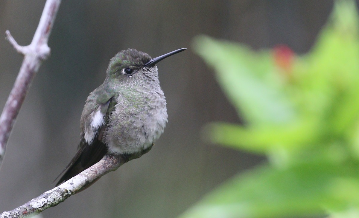 Sombre Hummingbird - simon walkley