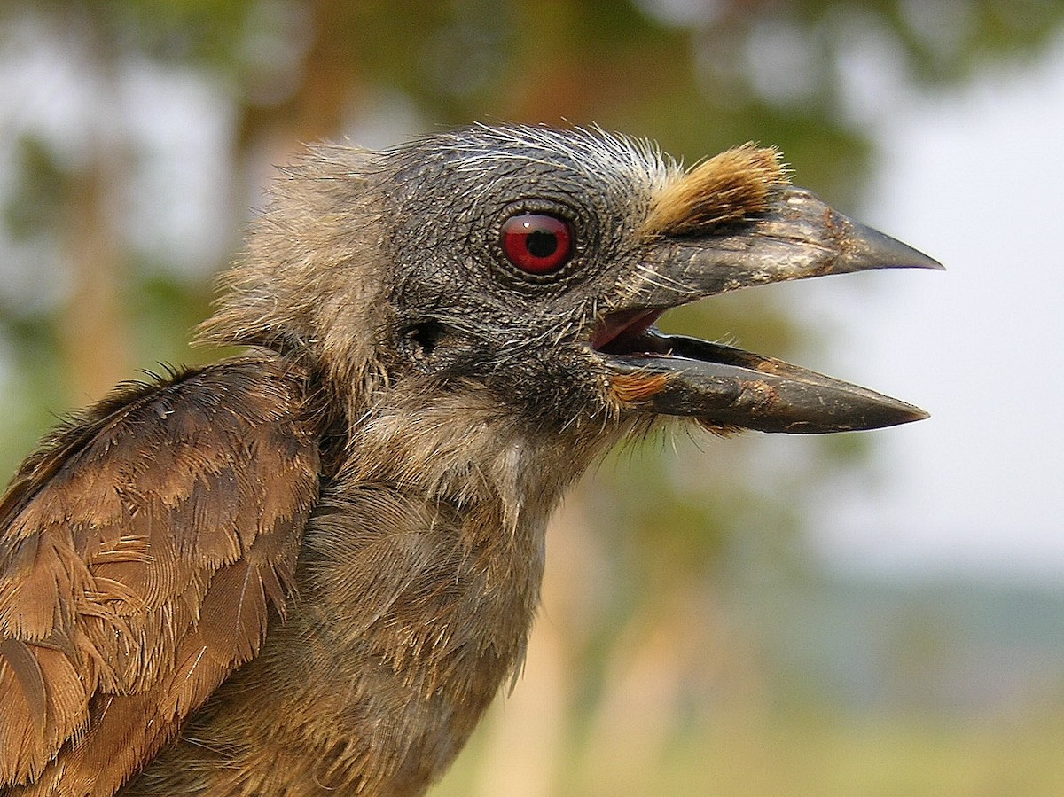 Sladen's Barbet - Tony King