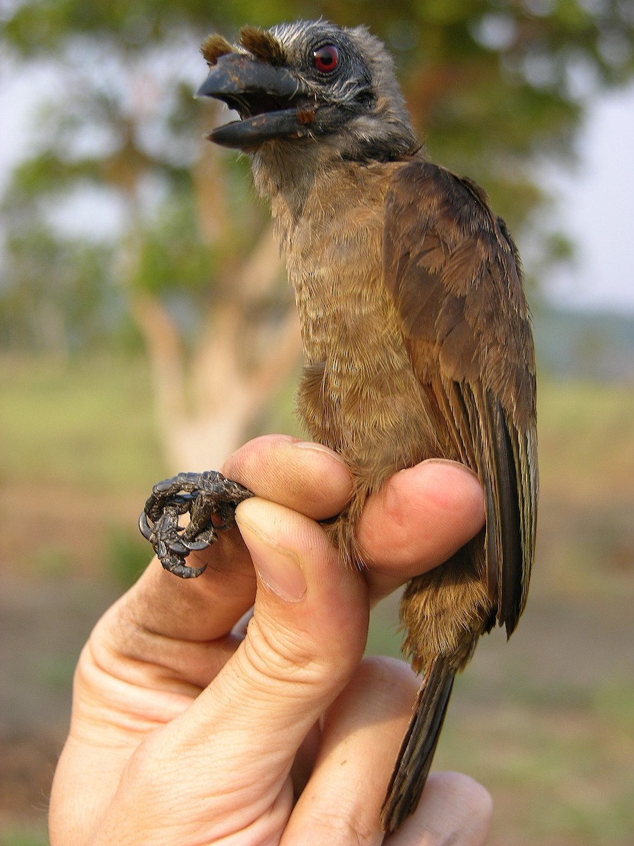 Sladen's Barbet - ML215563701