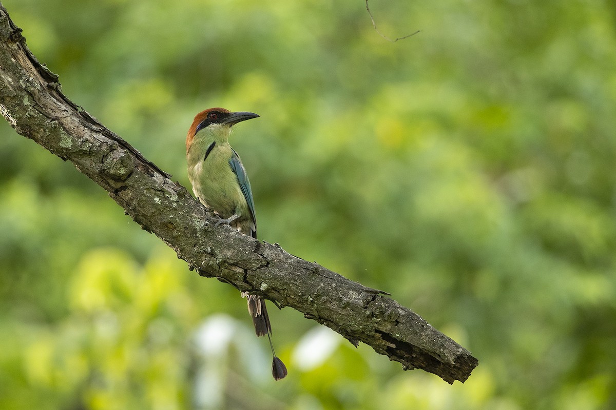 Russet-crowned Motmot - ML215564391