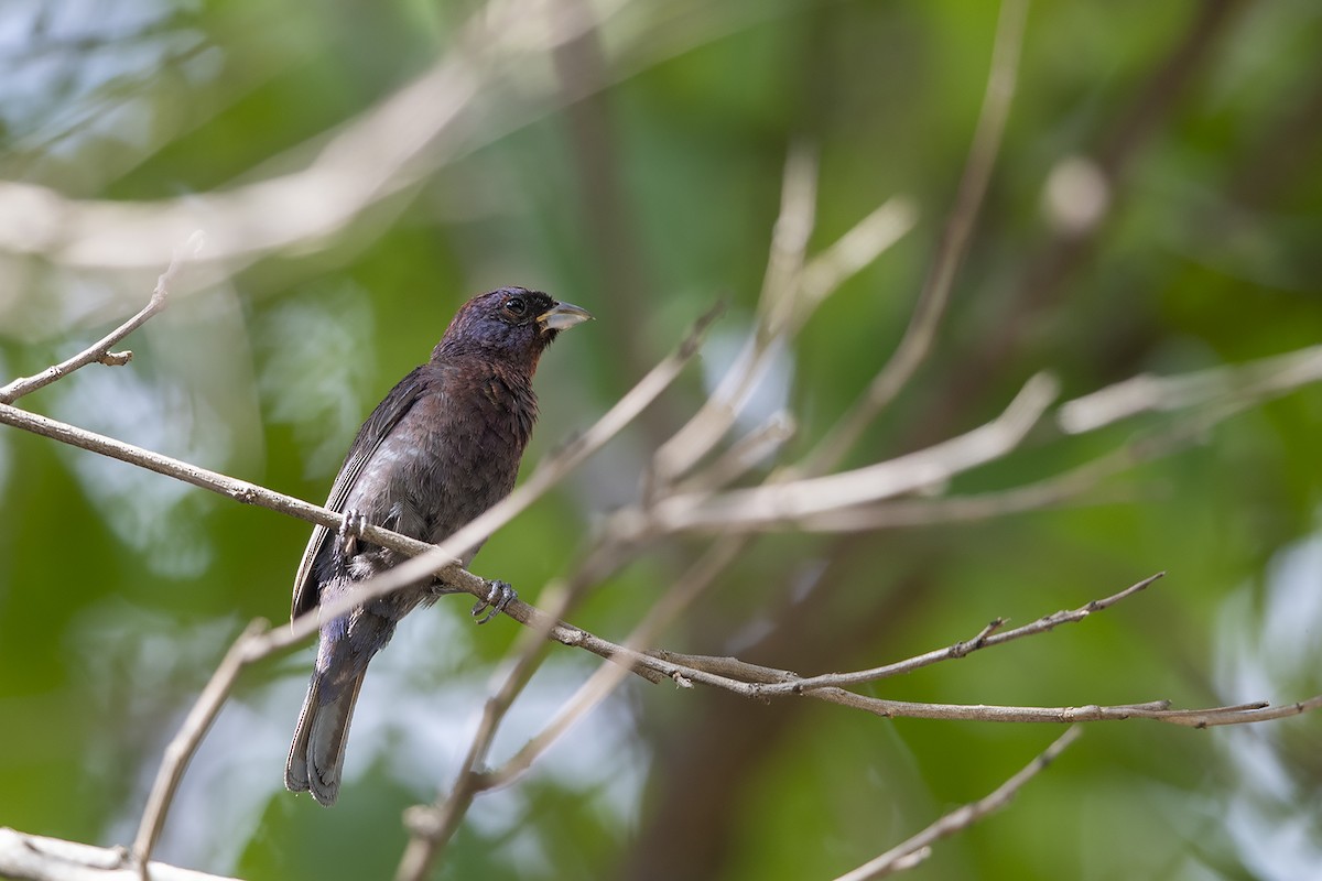 Varied Bunting - ML215564661