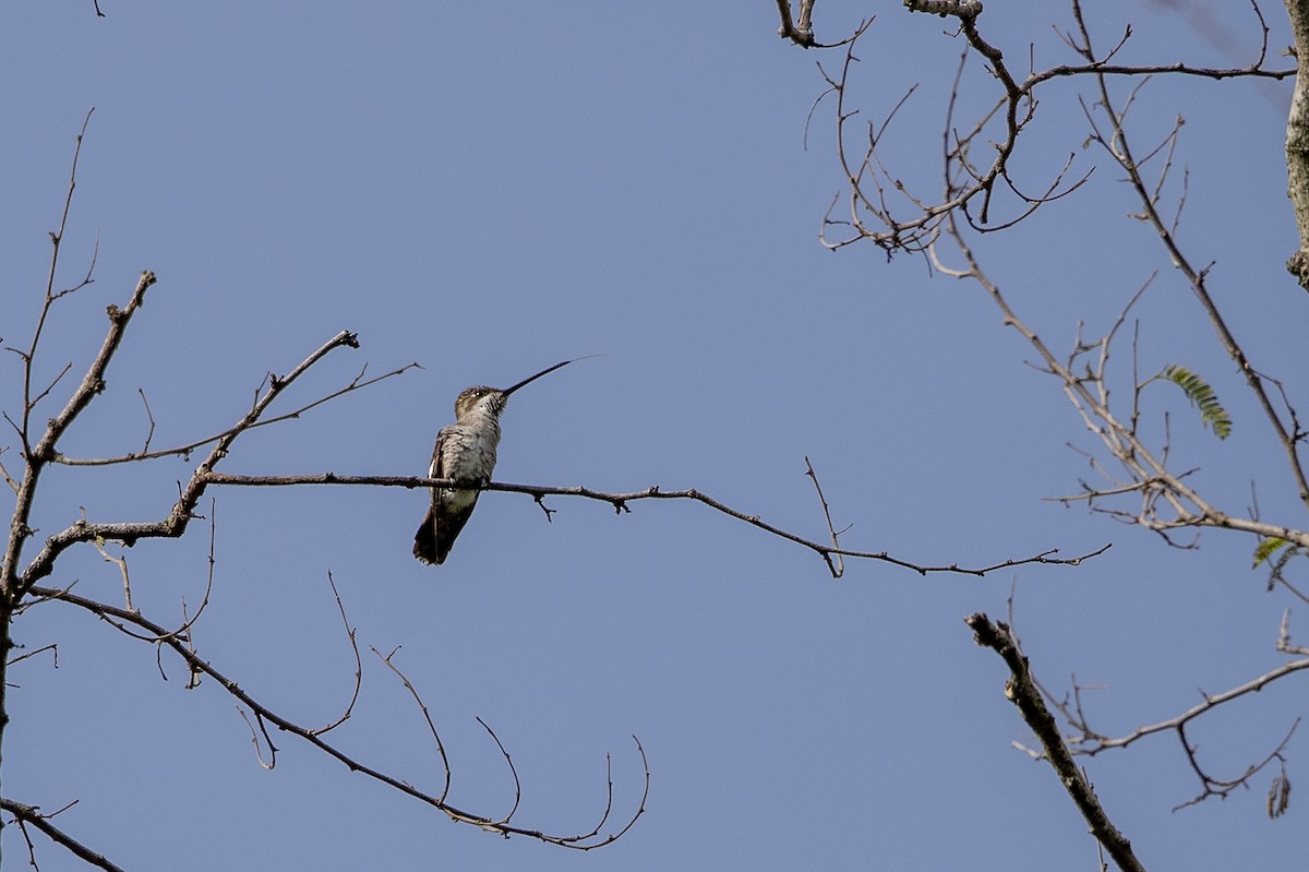 Colibrí Pochotero - ML215564831