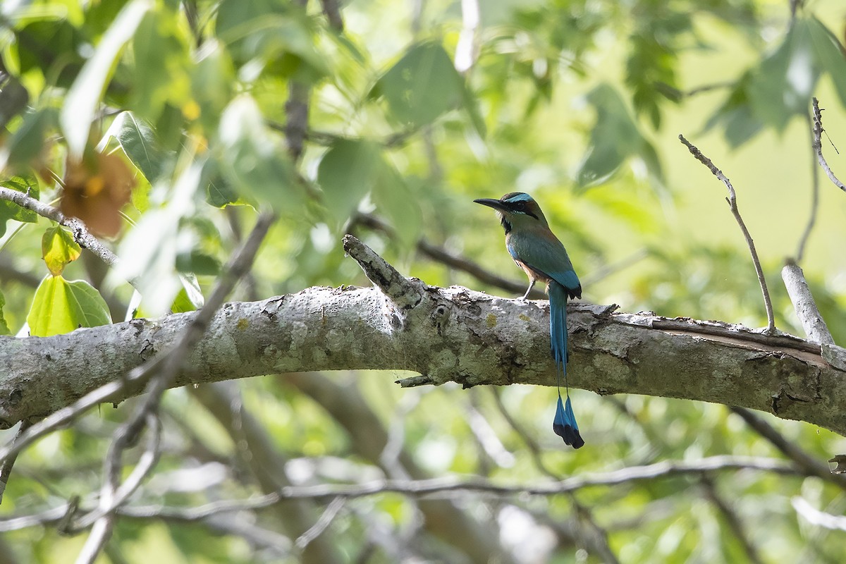 Turquoise-browed Motmot - ML215565141