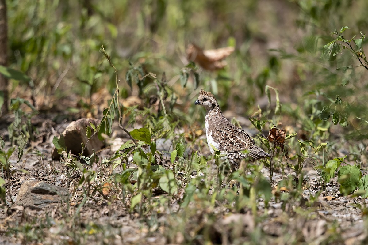 Crested Bobwhite (Spot-bellied) - Niall D Perrins