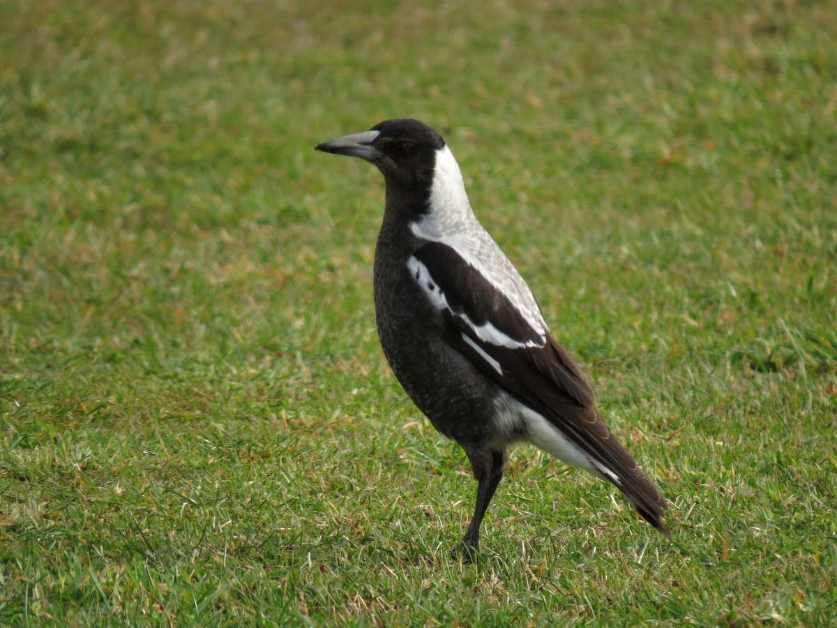 Australian Magpie (Tasmanian) - ML215565461