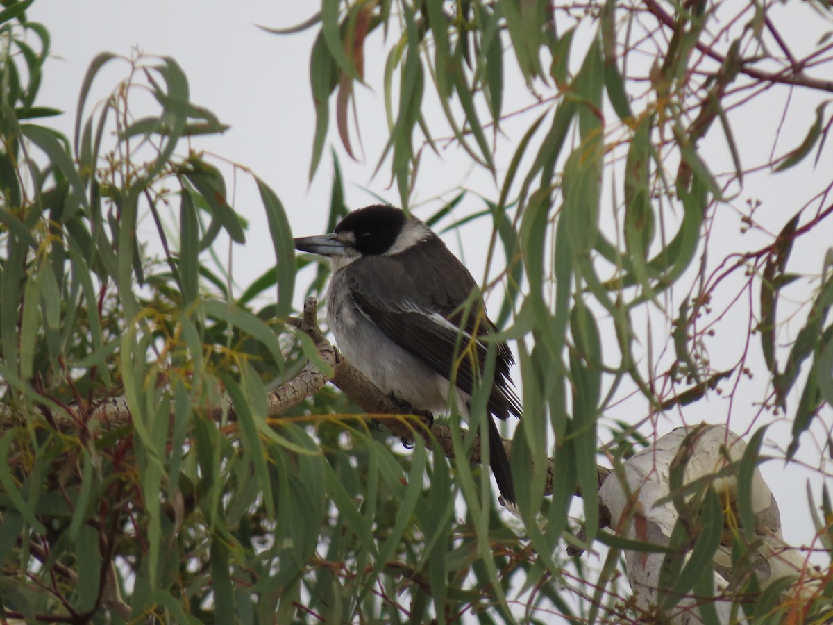 Gray Butcherbird - ML215565511