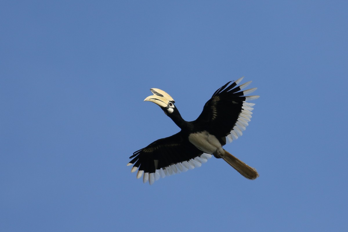 Oriental Pied-Hornbill - ML215565651