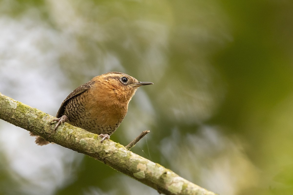 Rufous-browed Wren - Niall D Perrins