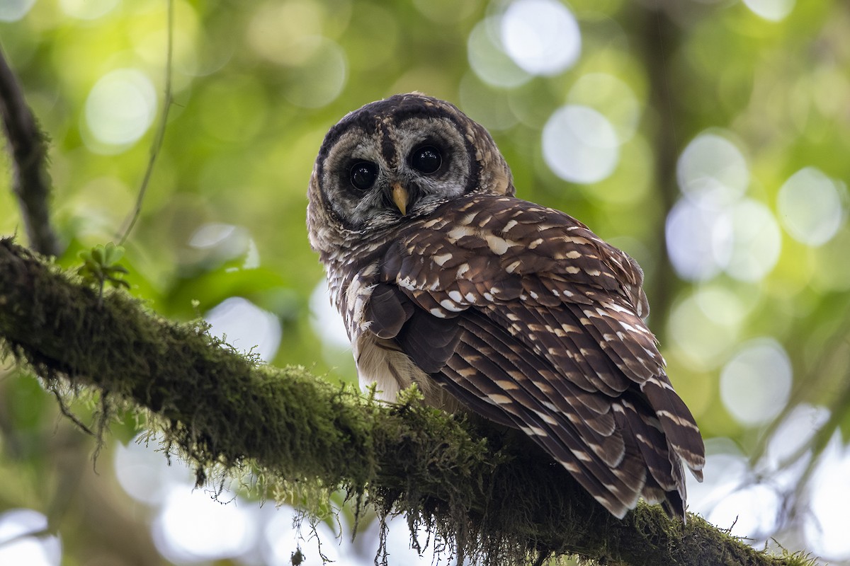 Fulvous Owl - ML215566061