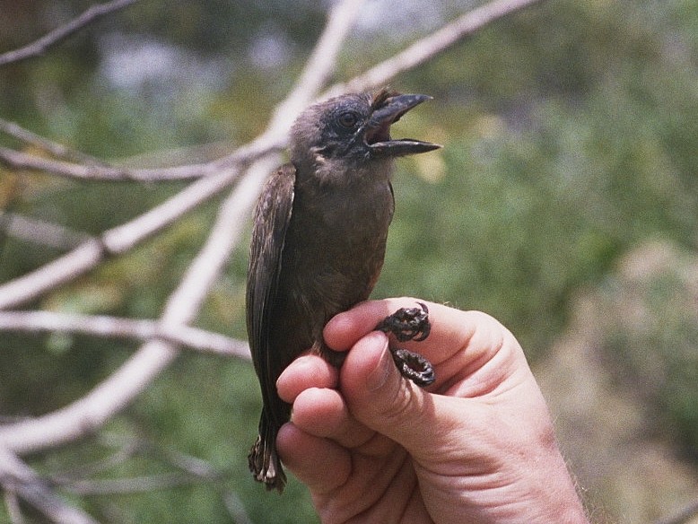 Sladen's Barbet - ML215566081