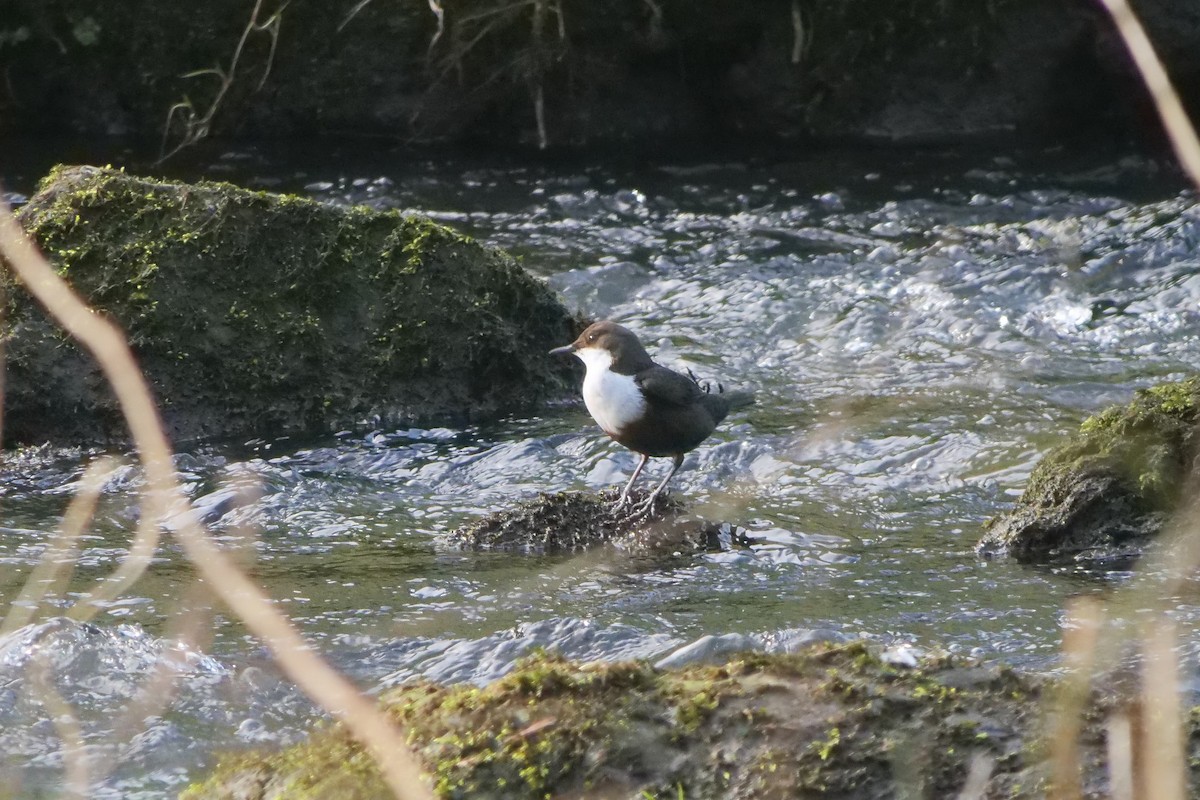 White-throated Dipper - ML215566931