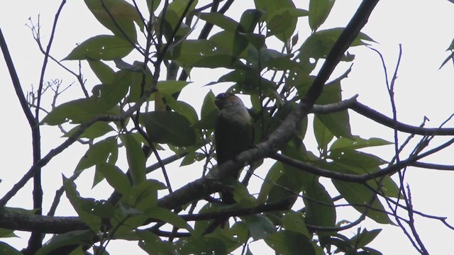 Conure à col blanc - ML215567231