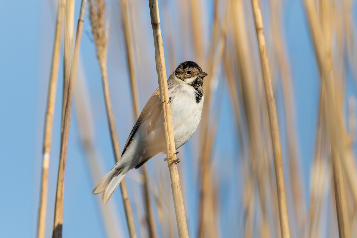 Reed Bunting - ML215567591