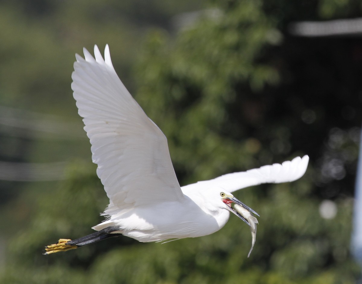 Little Egret - David Chang