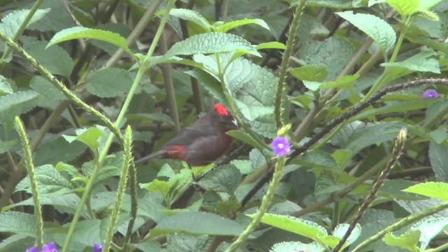 Red-crested Finch - ML215567701