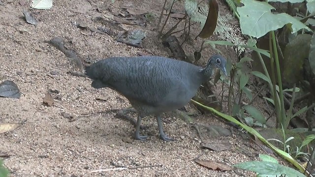 Gray Tinamou - ML215567761