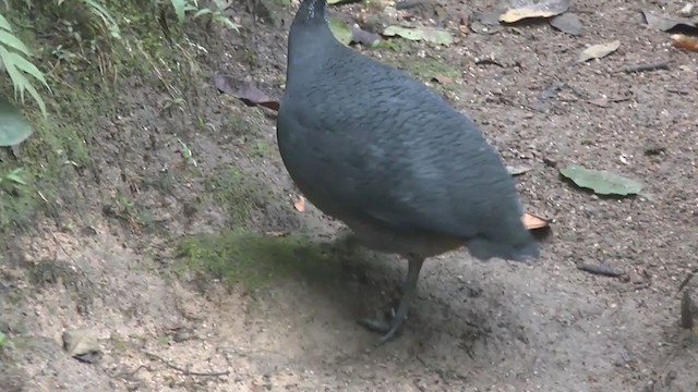 Gray Tinamou - ML215567891