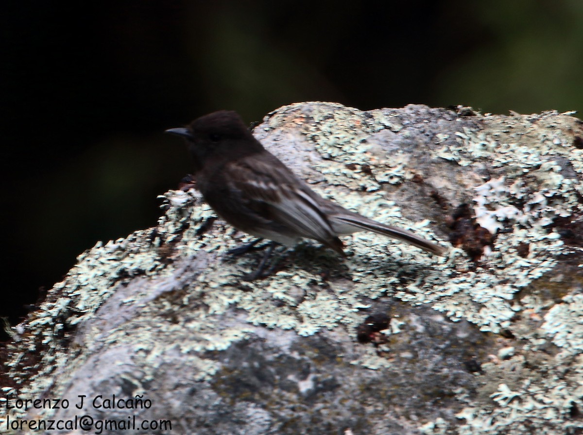 Black Phoebe - ML215568041