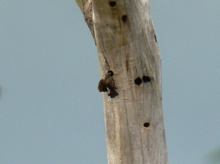 Sladen's Barbet - ML215568491