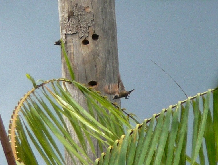 Sladen's Barbet - ML215568501