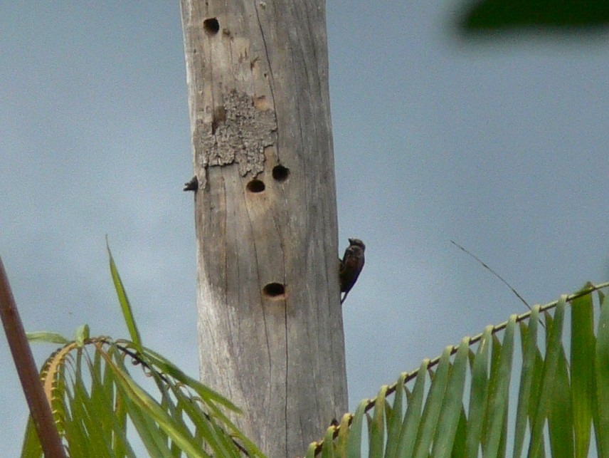 Sladen's Barbet - ML215568531