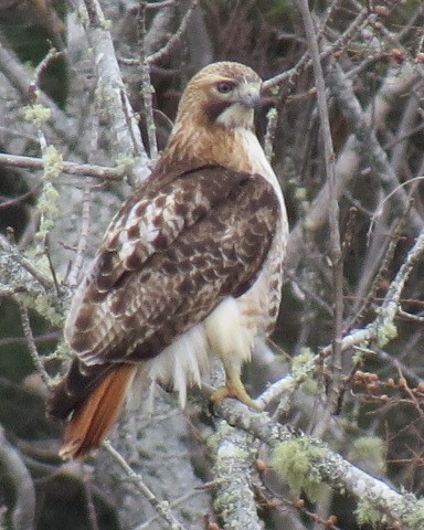 Red-tailed Hawk - ML215568701