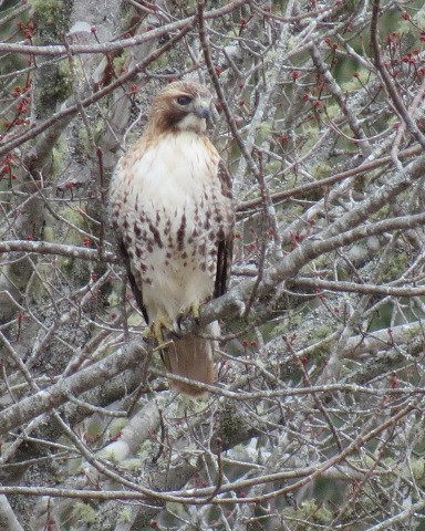 Red-tailed Hawk - ML215568711