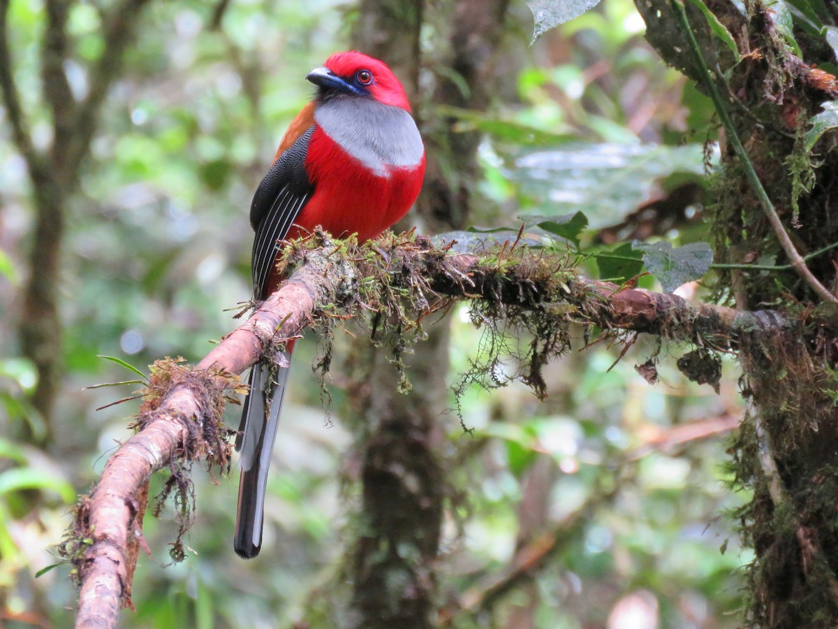 Whitehead's Trogon - ML215569131