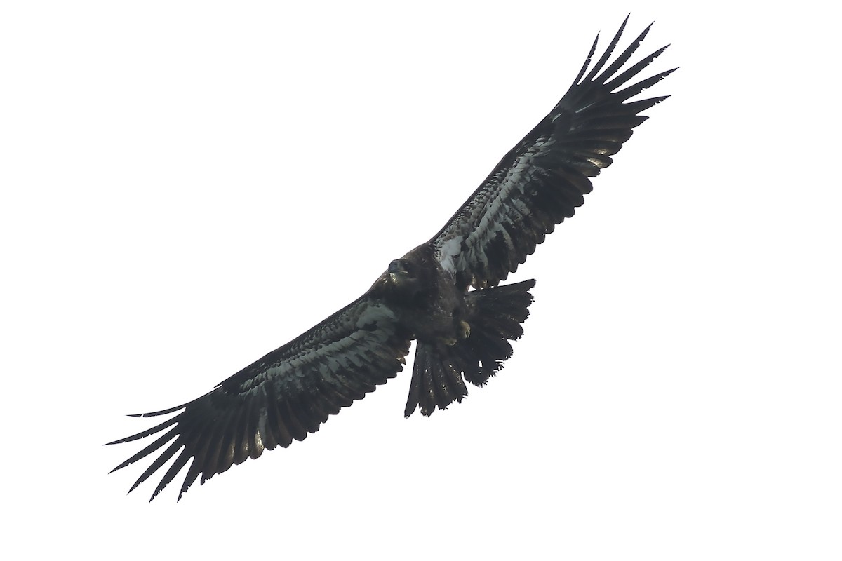 Bald Eagle - ML21557021