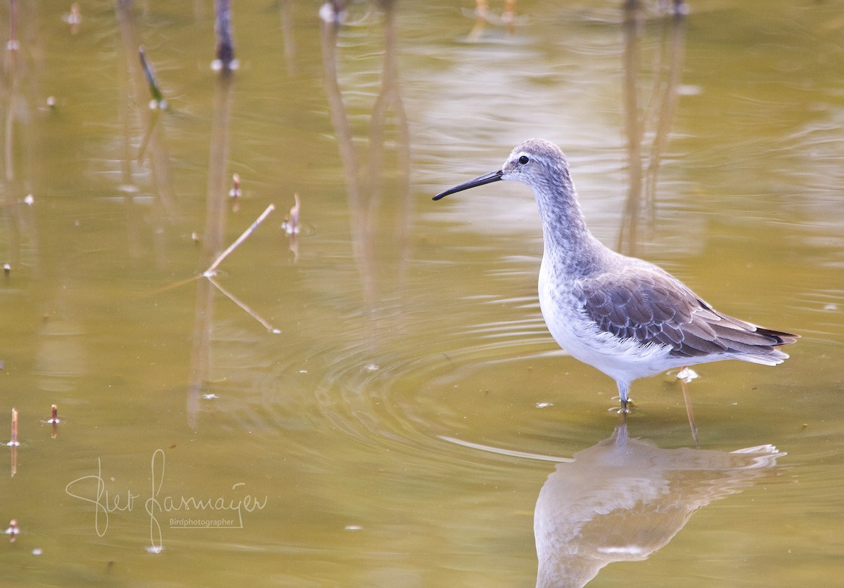 styltesnipe - ML215570691