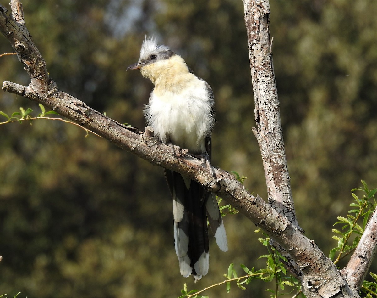 Great Spotted Cuckoo - Cesar Clemente