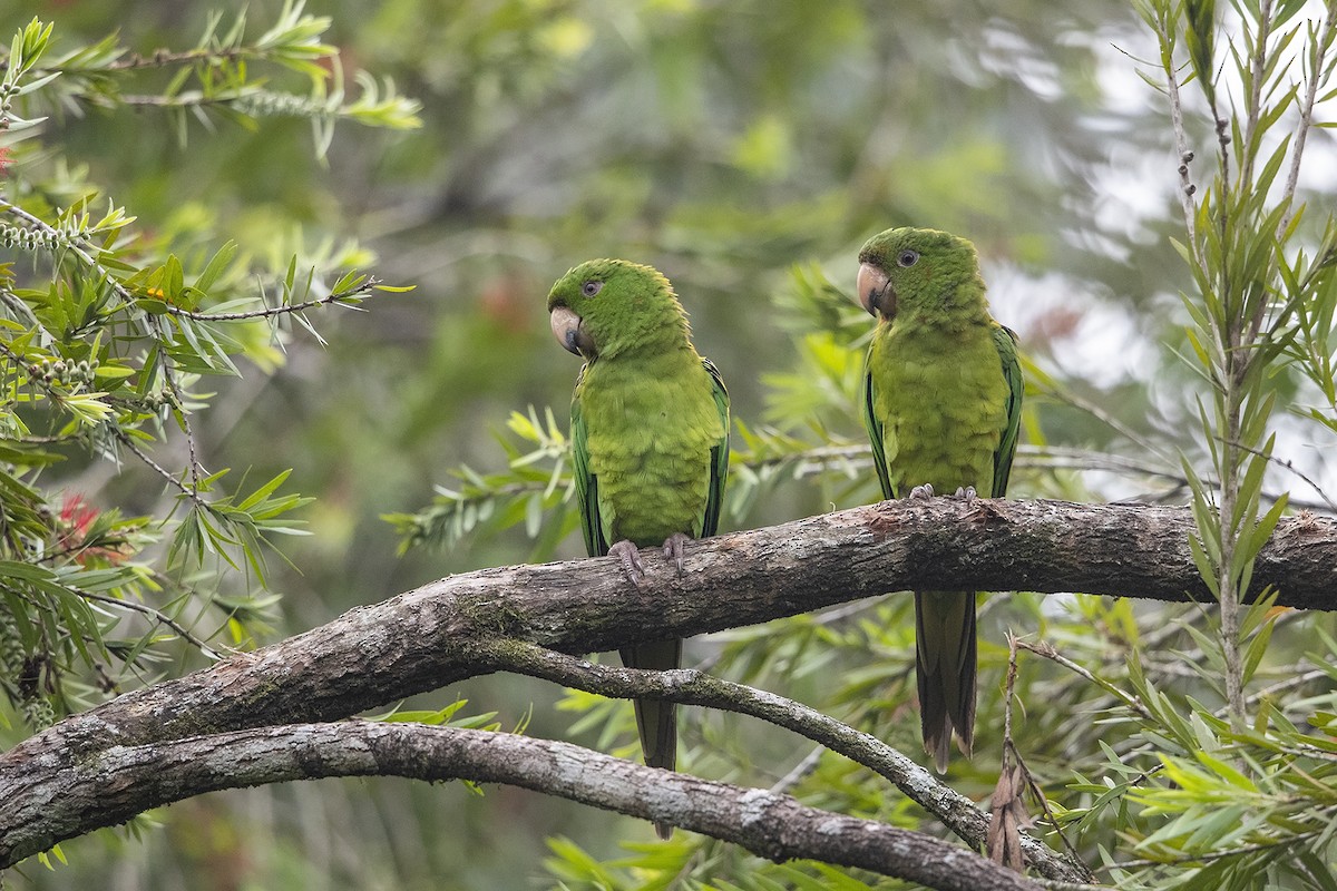 Pacific Parakeet - Niall D Perrins