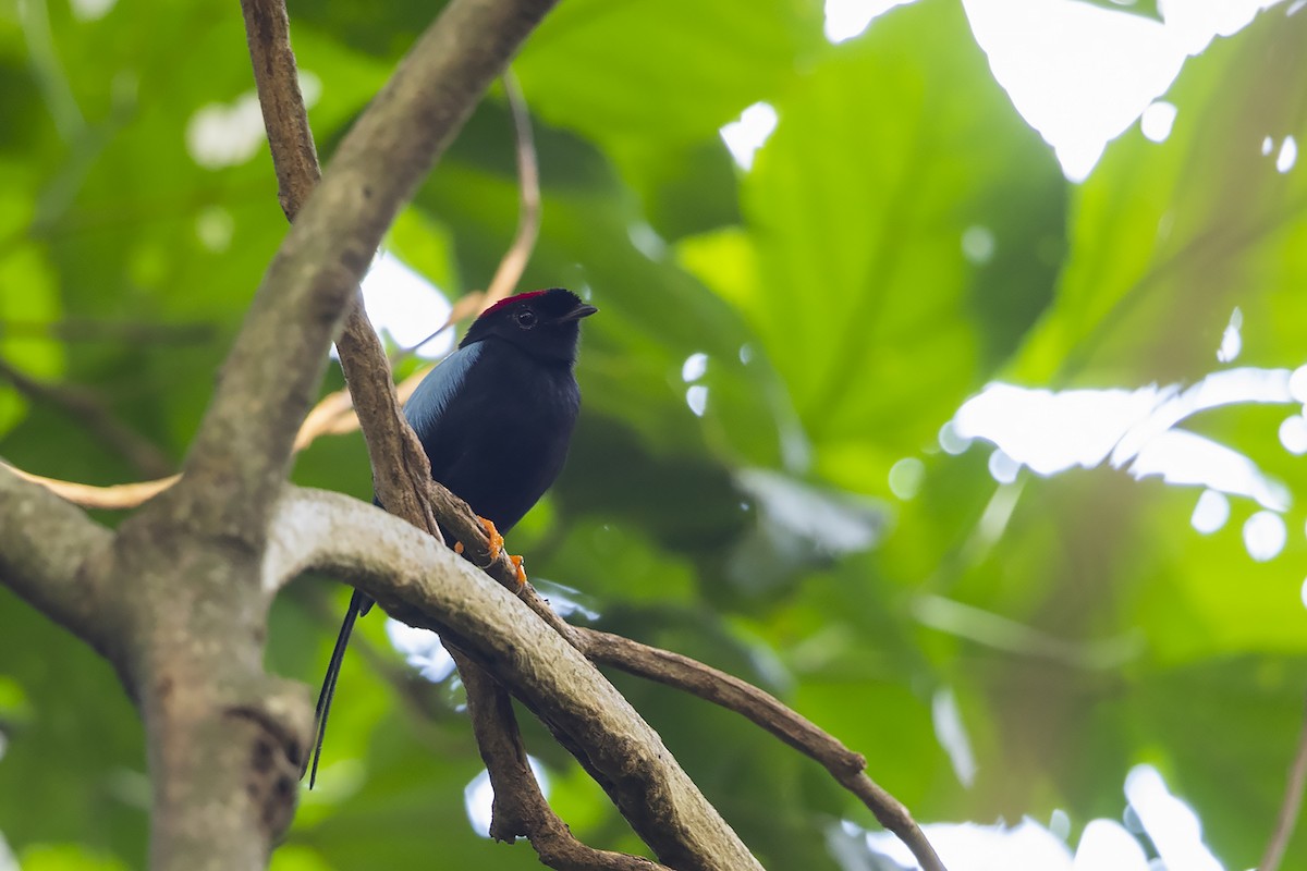 Long-tailed Manakin - Niall D Perrins