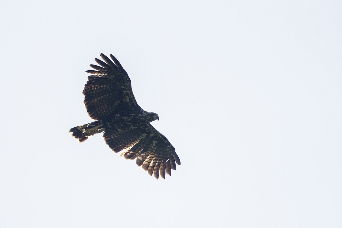 Common Black Hawk - ML215574531