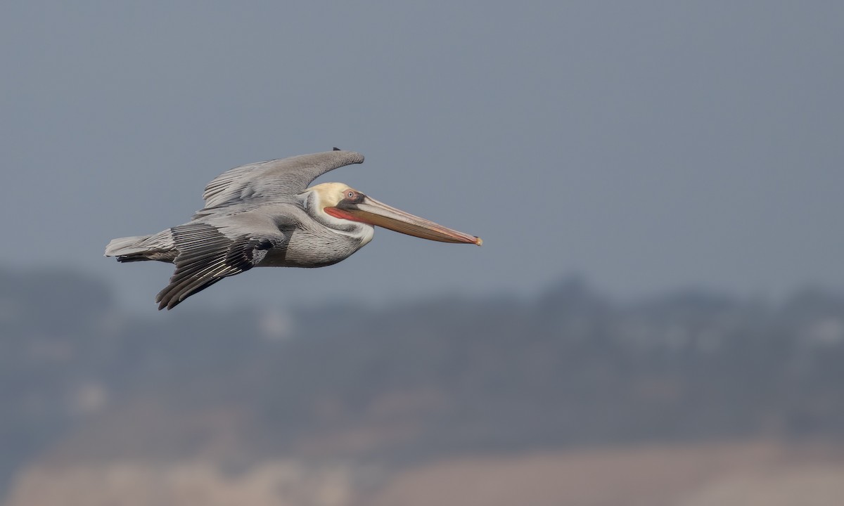 Brown Pelican (California) - ML215574571