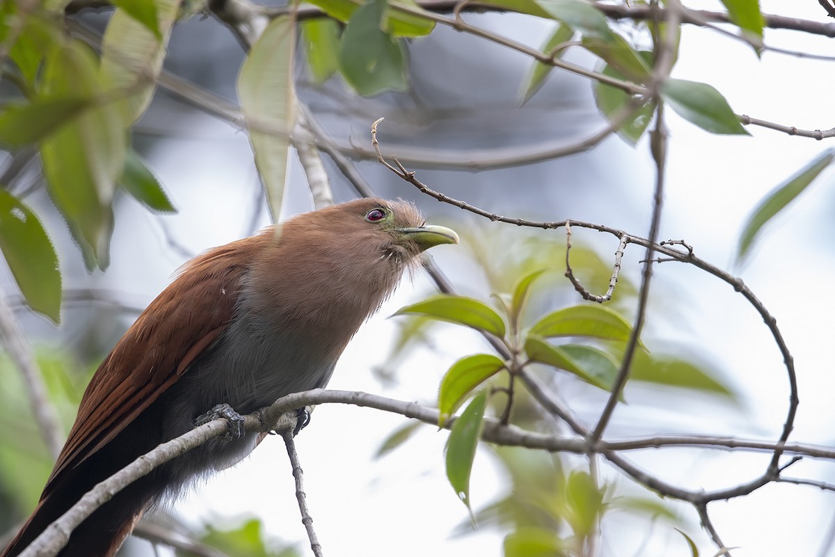 Squirrel Cuckoo - Niall D Perrins