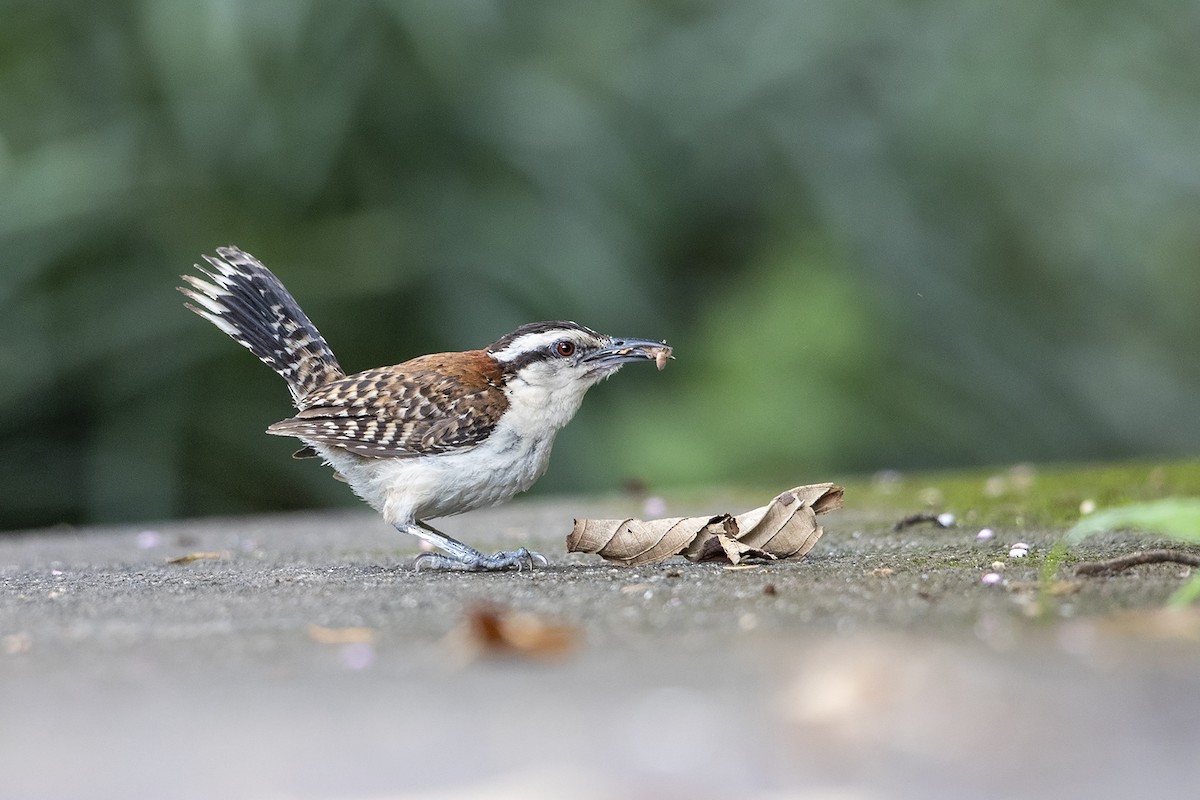 Rufous-naped Wren (Rufous-backed) - Niall D Perrins