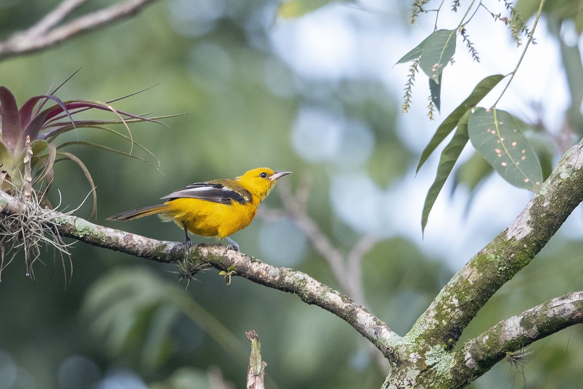 Oriole à gros bec - ML215575071