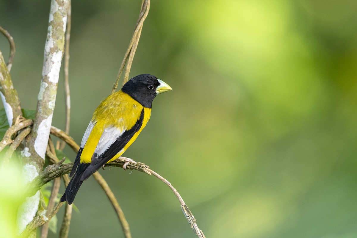 Hooded Grosbeak - ML215575841