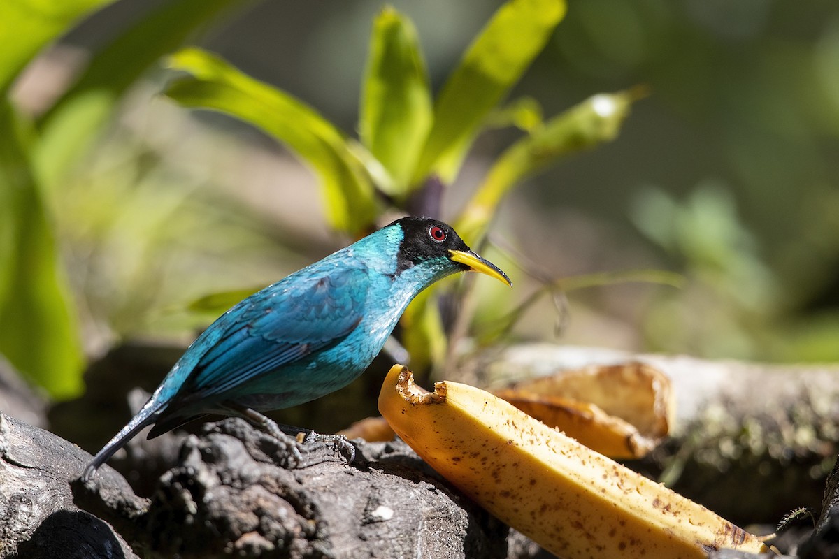 Green Honeycreeper - ML215576931